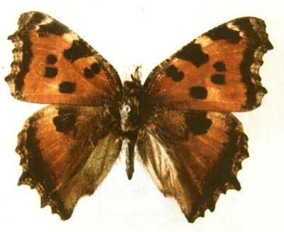 Nymphalis xanthomelas xanthomelas (Denis & Schiffermüller, 1775)