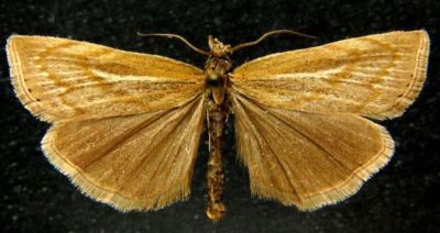 Crambus alaicus f. atrellus (Caradja, 1910)