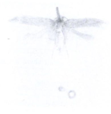 Calycobathra acarpa f. pinguescentella (Chrétien, 1915)