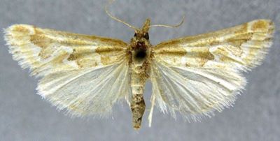 Constantia persinualis (Hampson, 1900)