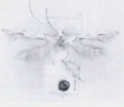 Spanioptila spinosum (Walsingham, 1897)