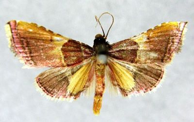 Endotricha luteobasalis (Caradja, 1935)
