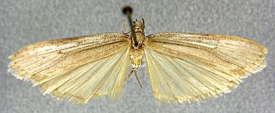 Homoeosoma largella (Caradja, 1937)