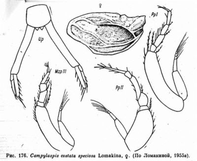 Campylaspis costata speciosa (Lomakina, 1955)