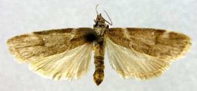 Salebria griseotincta (Caradja, 1938)