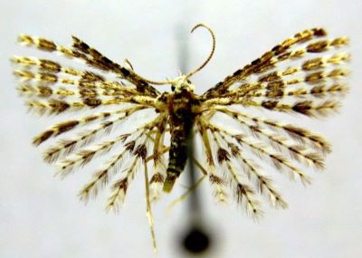 Orneodes zonodactyla var. eumorphodactyla (Caradja, 1920)