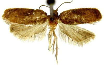 oxygrapha rotundipennis; Oxygrapha (Acalla) rotundipennis (Walsingham, 1897)