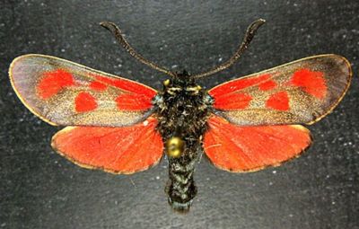 Zygaena loti caliacraensis (Reiss, 1931)