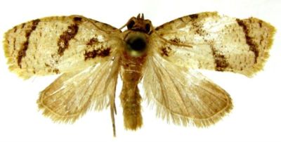 tortrix rufostriatana; Adoxophyes rufostriatana (Pagenstecher, 1900)