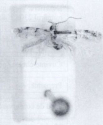Tinea pumiliella (Walsingham, 1897)