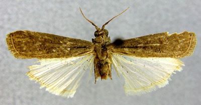 Phycita luxorella (Caradja, 1916)
