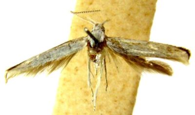 Coleophora melanograpta (Meyrick, 1935)