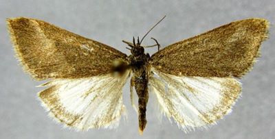 Pyrausta aerealis var. glauculalis (Caradja, 1934)