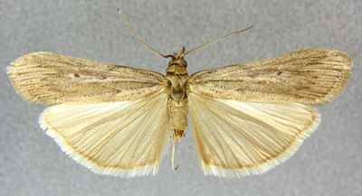 Epischnia juldusella (Caradja, 1916)