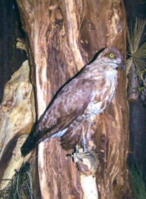 viespar; Pernis apivorus (Linnaeus, 1758)