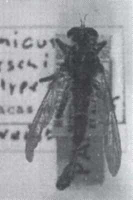 Philonicus ionescui (Tsacas and Weinberg, 1977)