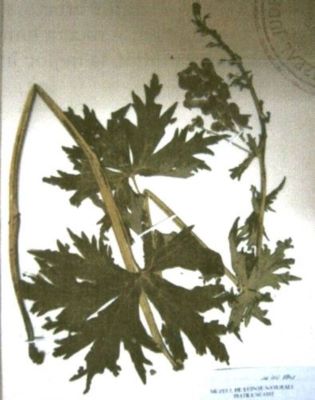 omag; Aconitum moldavicum (Hacq., 1790)
