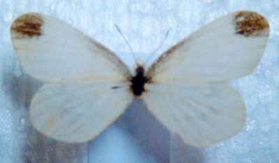 Leptidea morsei (Fenton, 1881) ssp.major (Grund, 1905)