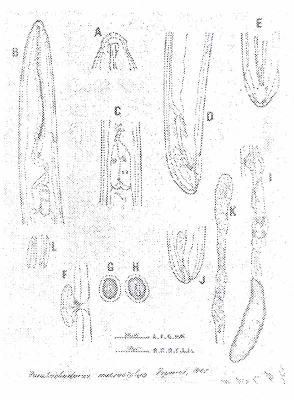 Paratrichodorus macrostylus (Popovici, 1990)