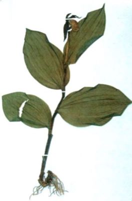 papucul doamnei; Cypripedium calceolus (Linnaeus, 1753)