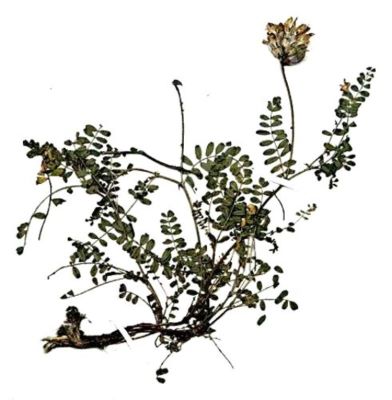 cosaci bicăjean; Astragalus pseudopurpureus (Gușuleac, 1932)