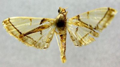 Leucinodes perlucidalis (Caradja, 1933)