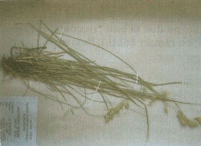 ovăscior; Helictotrichon decorum (Janka) (Henrard)