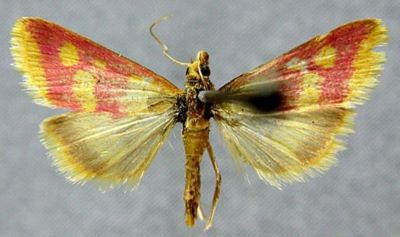 Pyrausta sanguinalis f. priscalis (Caradja, 1935)