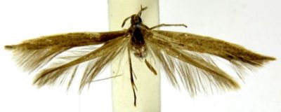 Coleophora substractella (Caradja, 1920)