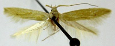 Coleophora caliacraella (Caradja, 1931)