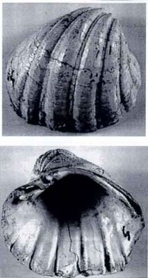 pachydacna onusta - holotip; Pachydacna (Pachydacna) onusta (Papaianopol, 1992)