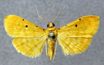 Lygropia obrinusalis f. teneralis (Caradja, 1932)