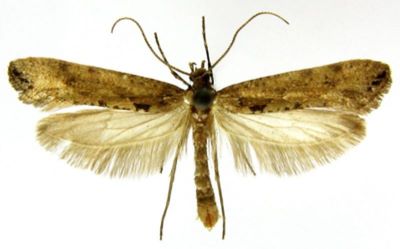 plutella senilella var. nigra; Plutella senilella (Zeller, 1839) var. nigra (Caradja, 1920)