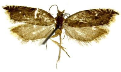 ancylopera (syn. Ancylis) minimana; Ancylopera minimana (Caradja, 1916)
