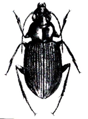 bembidion paracomplanatum; Bembidion (Bembidionetolitzkya) paracomplanatum, ord. Coleoptera, fam. Carabidae, subfam. Trechinae (Nitzu, 1995)