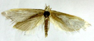 Charitoleuca homochares (Meyrick, 1938)
