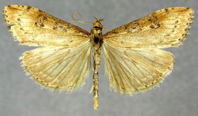 Pionea costalis f. brunnealis (Caradja, 1916)