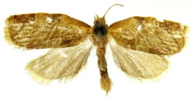 Capua reticulana sutschana (Caradja, 1926)