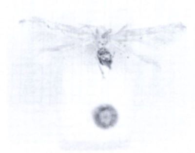 Batrachedra stigmatophora (Walsingham, 1897)