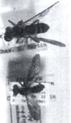 Heteropogon willistoni (Martin, 1962)