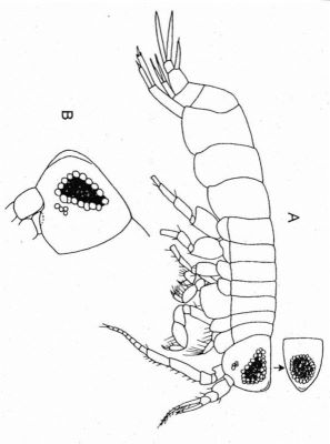 Synopia paravariabilis (Ortiz and Lalana, 1997)