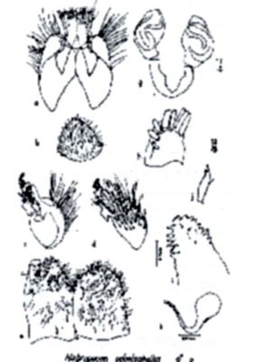 Habropogon odontophallus (Weinberg and Tsacas, 1973)