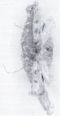 Tneola uterella (Walsingham, 1897)