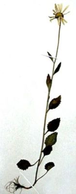 margaretă; Leucanthemum waldsteinii (Schultz) (Pouzar)