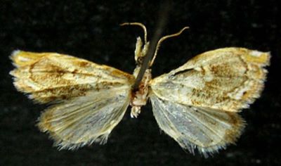 pareromene rosanna; Pareromene ramona (Bleszynski, 1965)