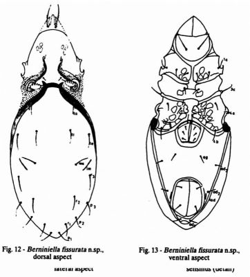 Berniniella fissurata, ord. Acari, fam. Oppiidae