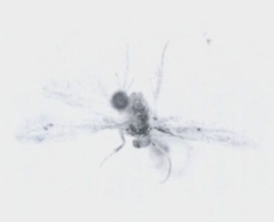 Pigritia biatomella (Walsingham, 1897)