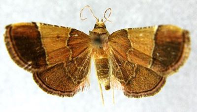Tegulifera sinensis (Caradja, 1925)