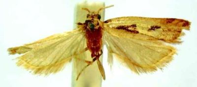 Mystax sikkimella (Caradja)