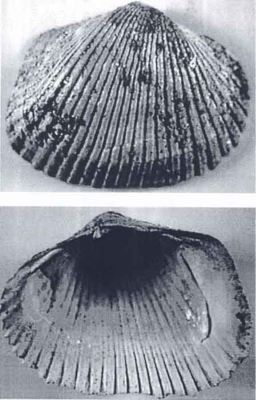 pontalmyra bengestiensis - holotip; Pontalmyra bengestiensis (Papaianopol, 1992)